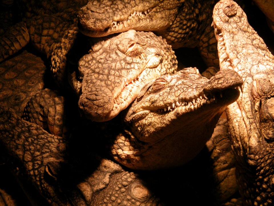 Crocodiles dinosaur group
