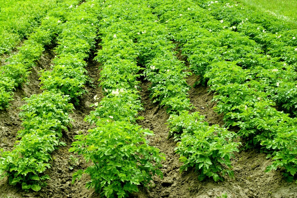 Agriculture nature green