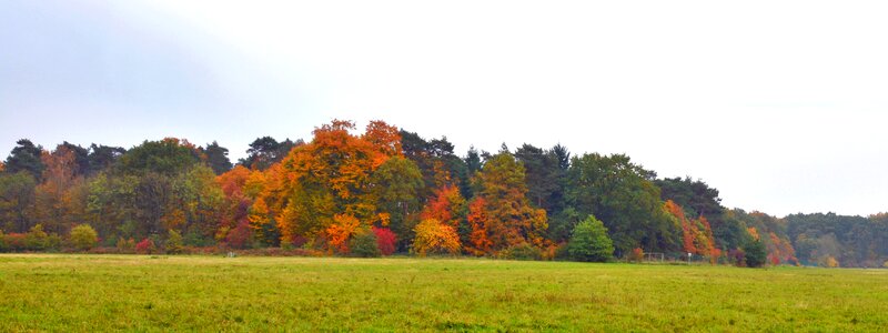 Fall comes banner autumn forest photo