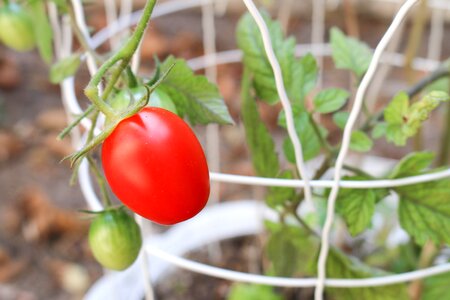 Vegetable green agriculture photo