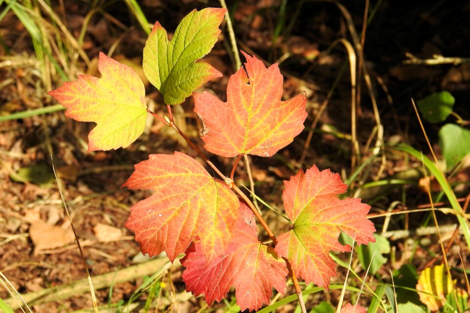 Fall foliage colorful leaves