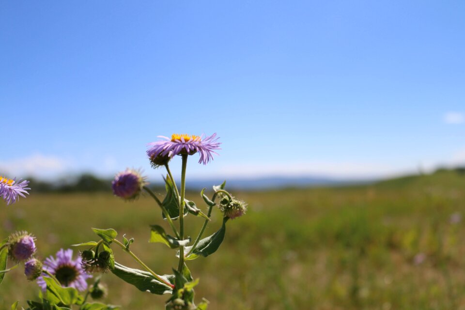 Landscape purple flowers nature