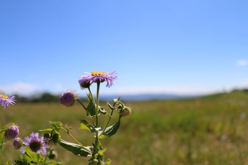 Landscape purple flowers nature photo