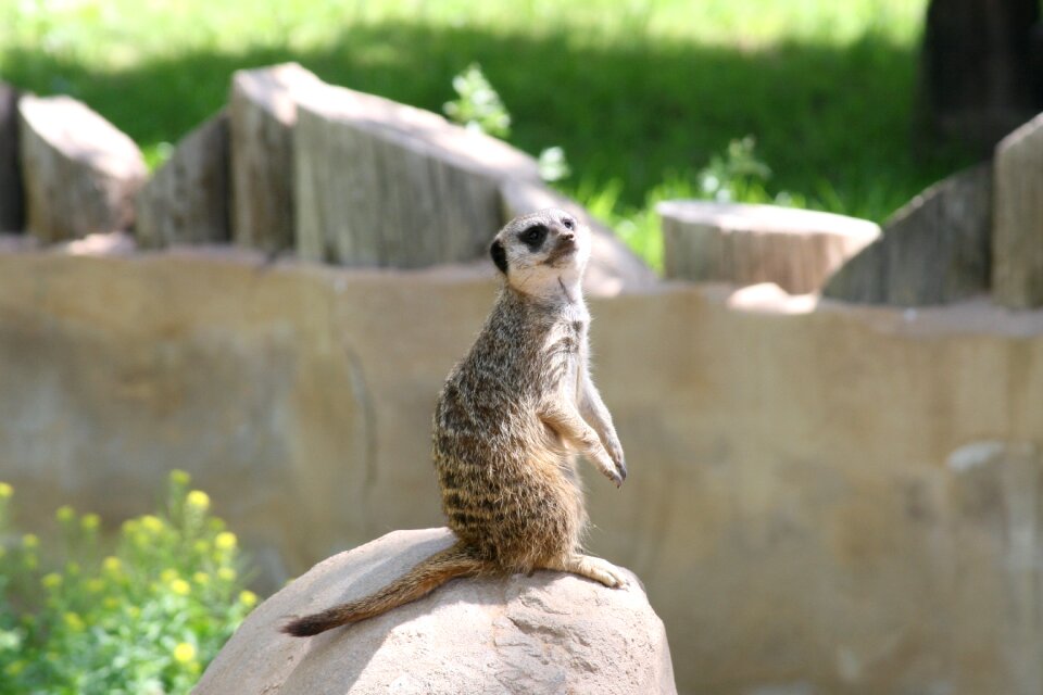Animal zoo