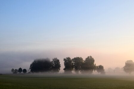 Mood trees morning mist photo