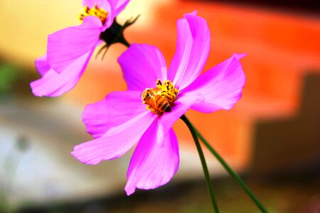 Cosmos nepal himalaya