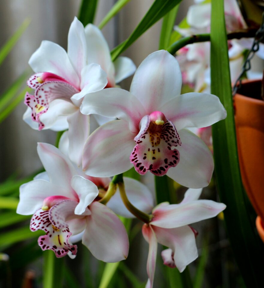 Bloom botanical white