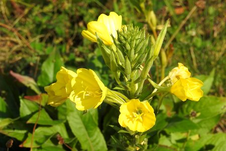 Primrose lemon evening primrose greenhouse