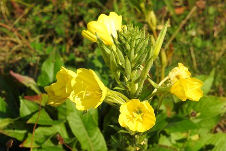 Primrose lemon evening primrose greenhouse photo