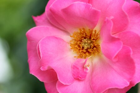 Pink bloom floral photo