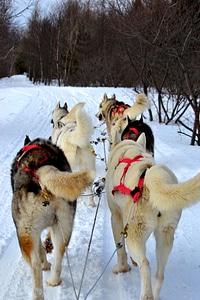 Siberian huskies snow winter photo