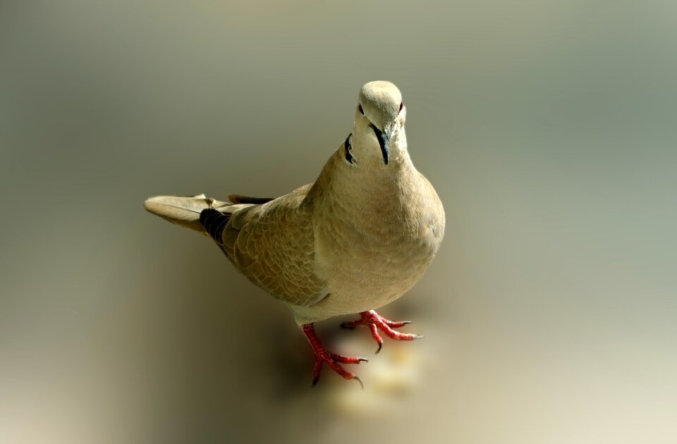 Pose messenger cover