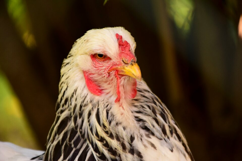 Gockel poultry animal