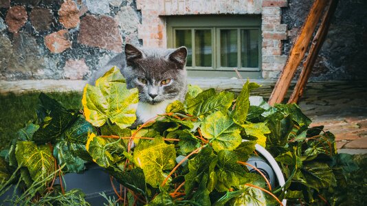 Cat leaves autumn