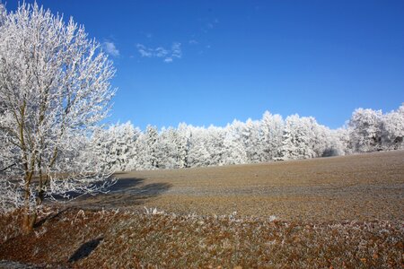 Frost wintry sun photo