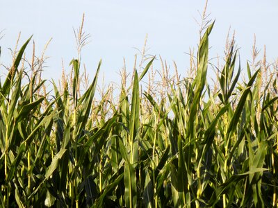 Arable food agriculture