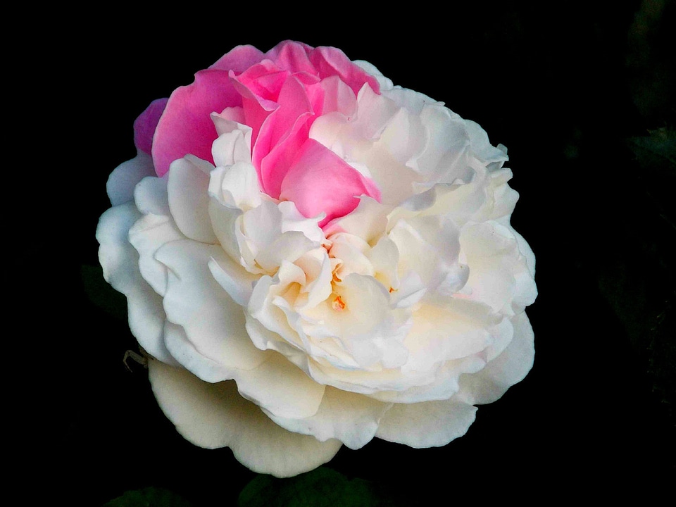 Overgrown bloom flower