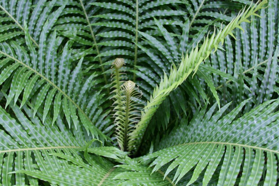 Nature leaf plant photo