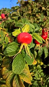 Rose hip pink ragusa red fruit