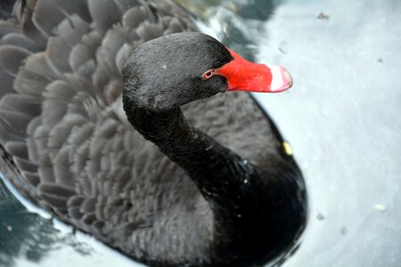Red beck feathered bird