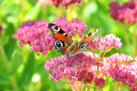 Flora plant pink photo