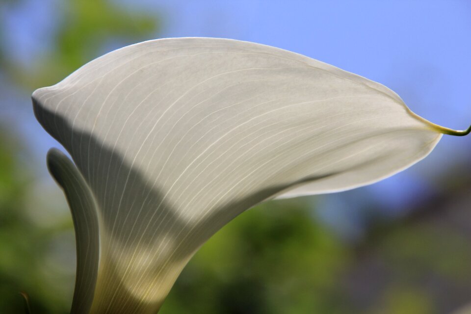 White texture a petals