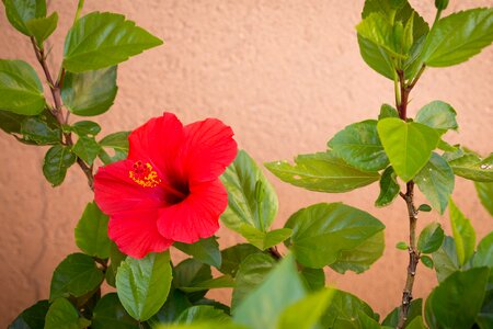 Leaves bright red hibiscus photo