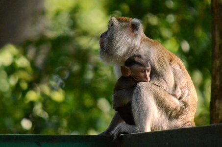 Mammal nature wildlife