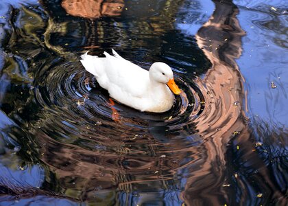 Swimming pond