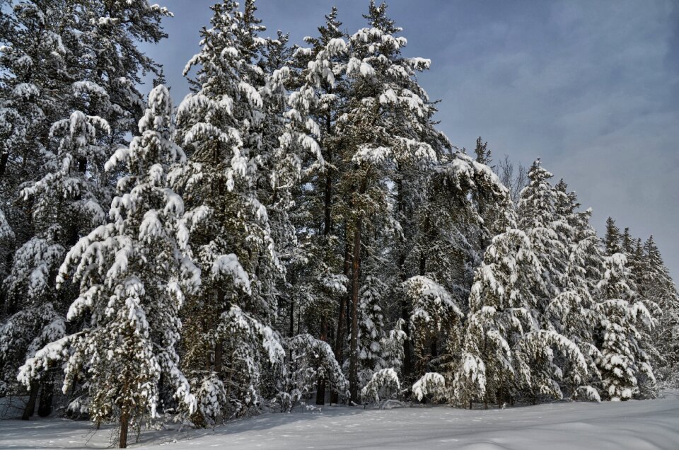 Cold nature landscape