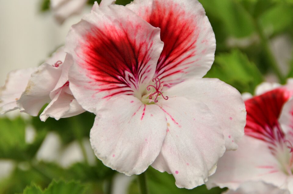 Blossom bloom balcony plant