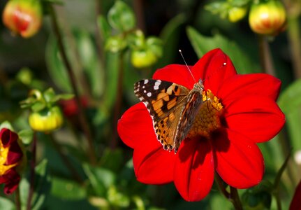 Flowers flower garden photo