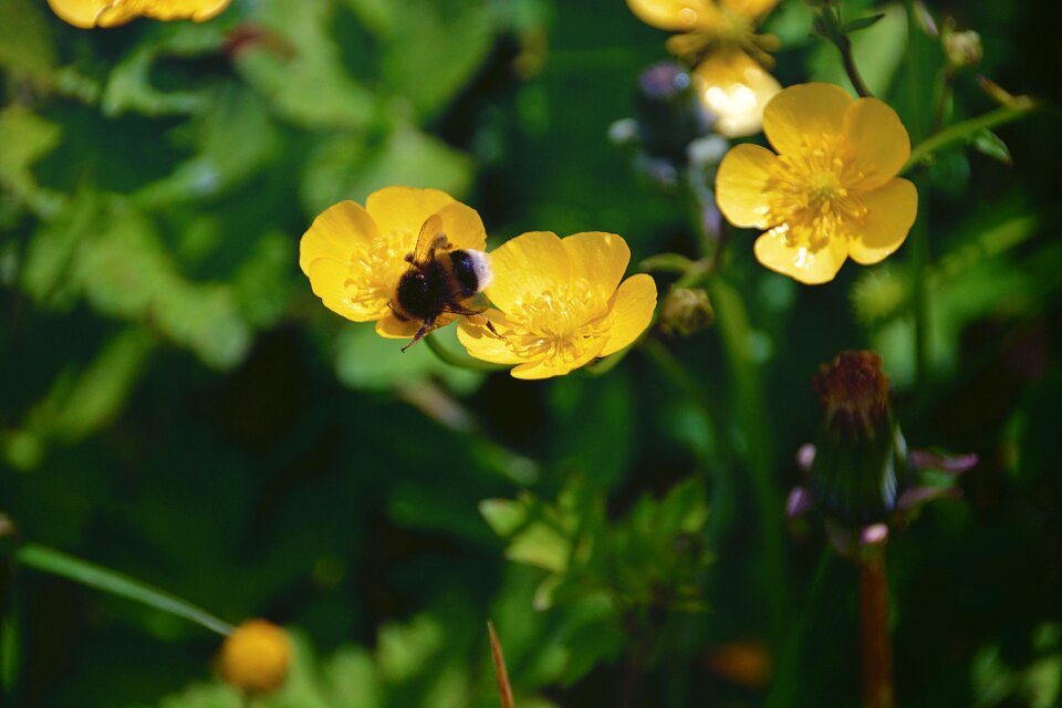 Nature forage garden
