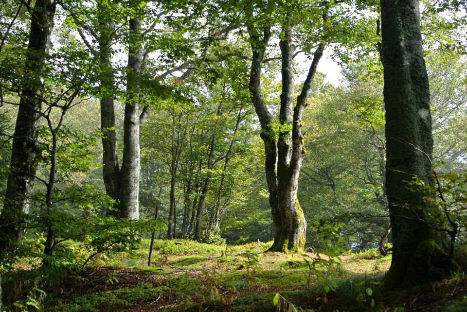 Schauinsland deciduous woodland