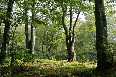 Schauinsland deciduous woodland photo