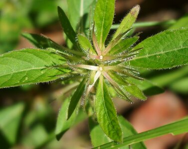 Plant flower blossom photo