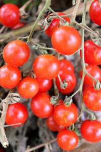 Red food tomato