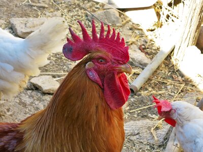Chickens chef in stall animals