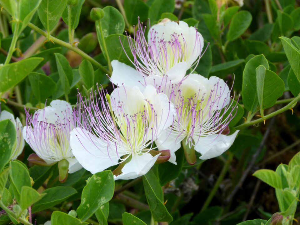 Flower capture plant evergreen bush
