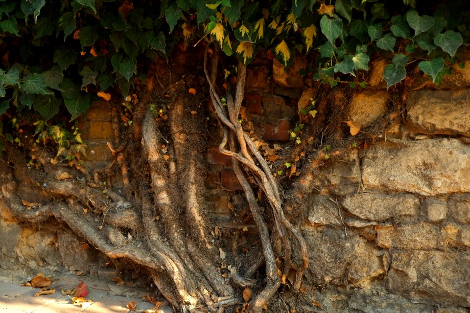 Leaves climber plant nature