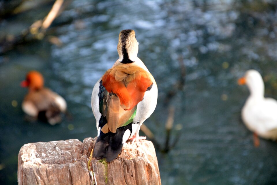 Colourful feathered bird