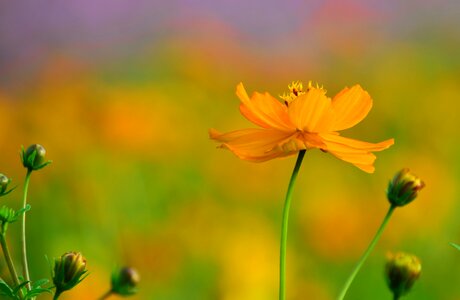 Pingtung county xinpi sea of flowers