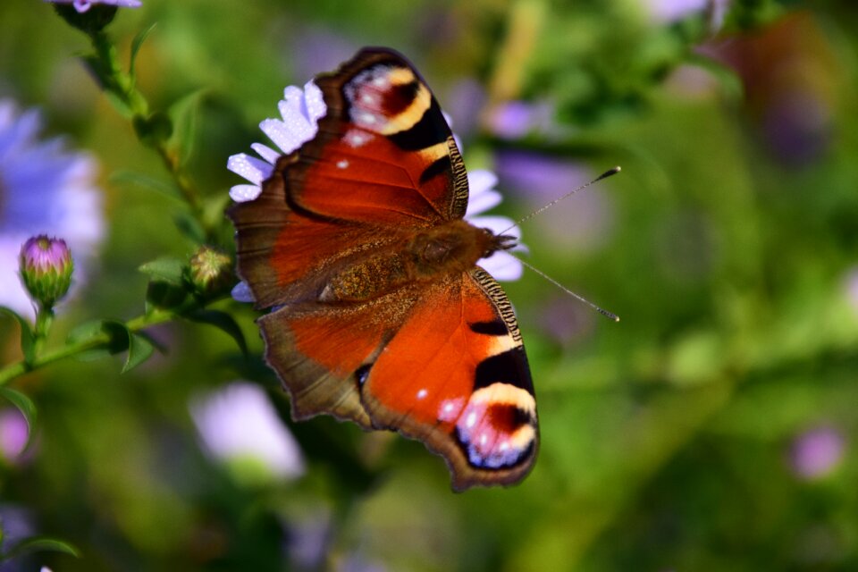 Close up flower nature