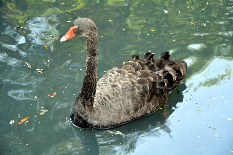 Long neck swimming