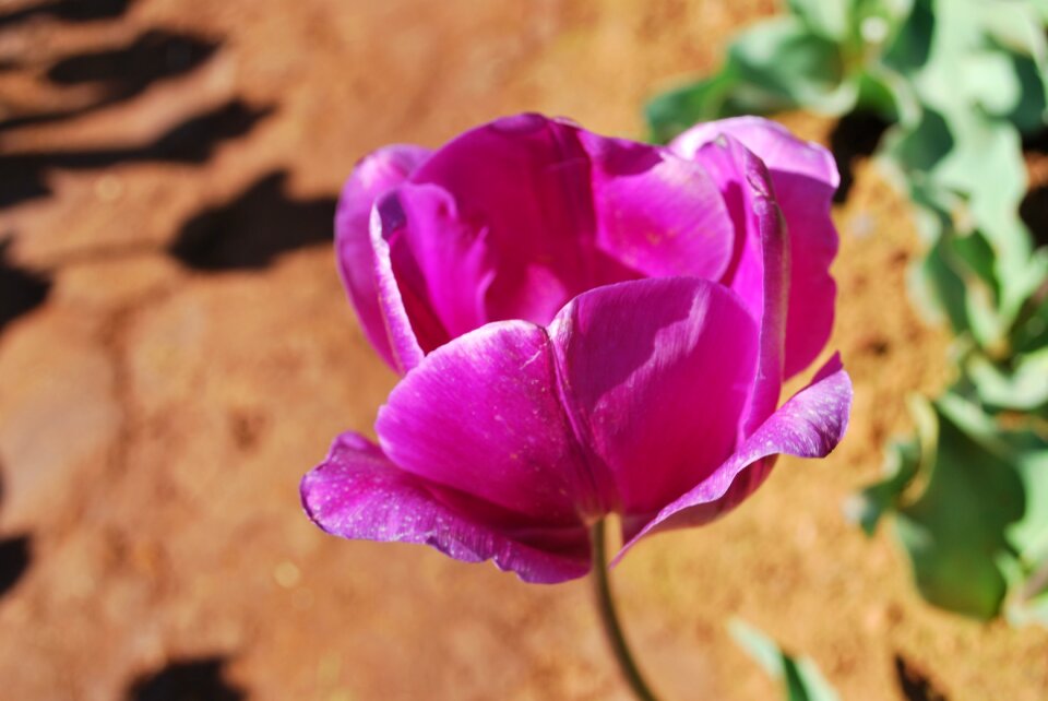 Spring floral nature