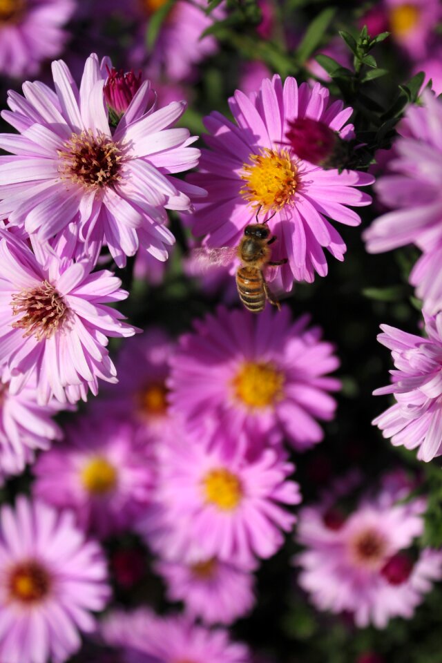 Plant purple flower nature photo