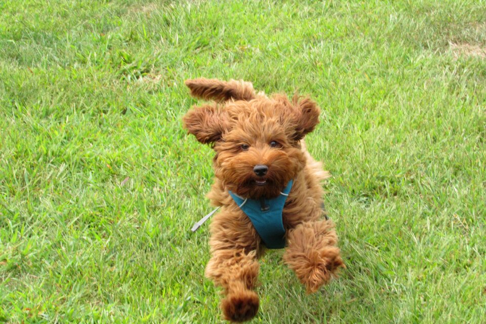 Dog park rocky hill pet