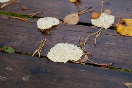 Macro drops of water needles