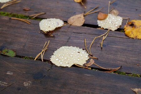 Macro drops of water needles photo