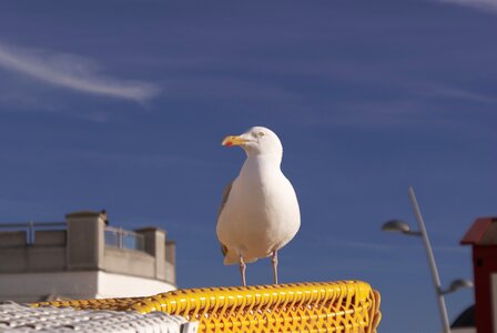 Seagull north sea borkum